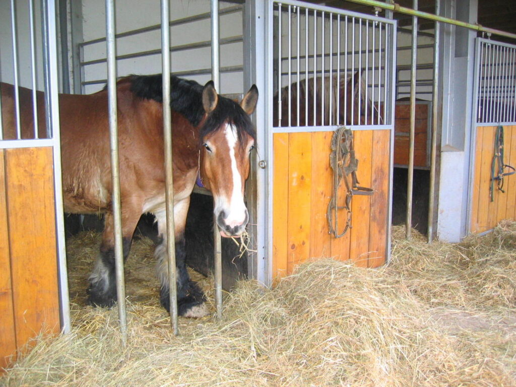 Pferd in einer hellen Außenbox mit frischer Heu-Fütterung im Stall Geiermühle