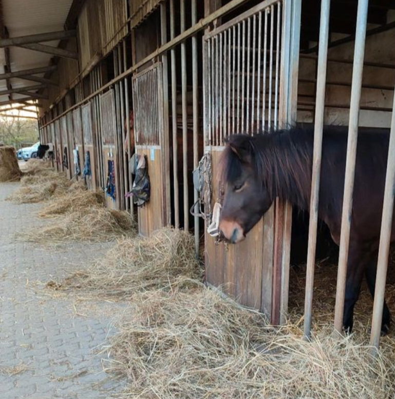 Pony schaut aus seiner Außenbox, frisches Heu im Vordergrund — Stall Geiermühle Pferdepension Merzig