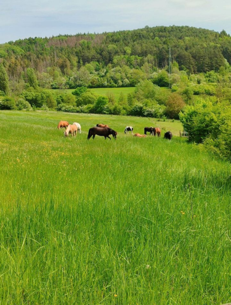 Pferde in der Gruppenhaltung auf der großen Sommerkoppel der Pferdepension Geiermühle