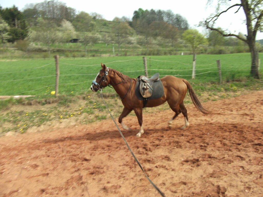 Pferd beim Longieren auf dem Reitplatz der Geiermühle vor blühender Frühlingslandschaft