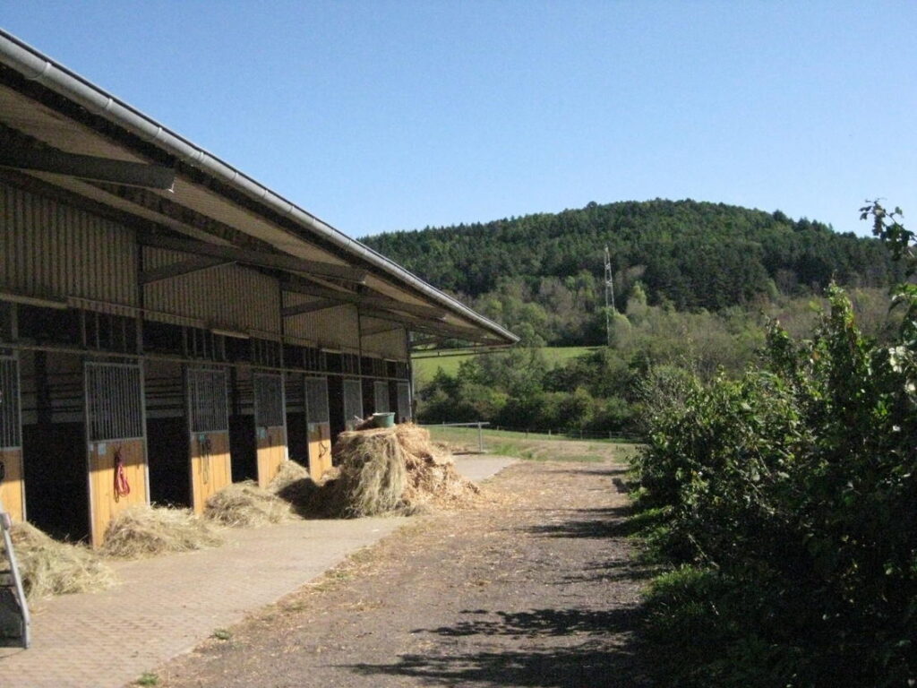 Stall Geiermühle in Merzig: Außenboxen unter überdachtem Vordach vor bewaldetem Hügel